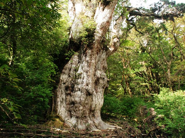 協力金について | 世界自然遺産屋久島山岳部環境保全協力金